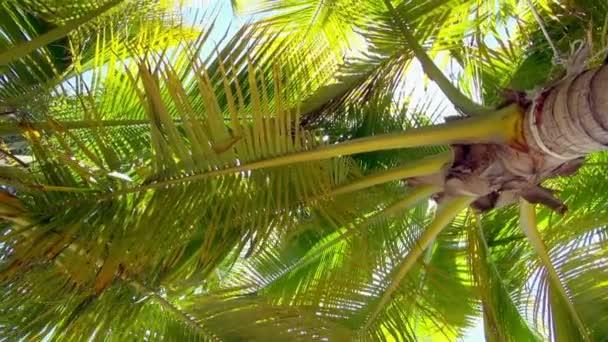 Пан Вниз Здоровые Кокосовые Деревья Пляжа Саюлита Мексике Жаркий Солнечный — стоковое видео