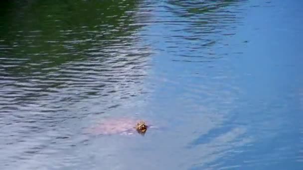 Steady Shot Van Water Schildpad Zwemmen Panama Kanaal — Stockvideo