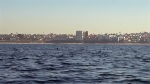 Una Bella Vista Una Balena Che Soffia Suo Buco Prima — Video Stock