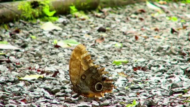 Zpomalený Pohyb Zblízka Jednoduché Hnědé Okřídlený Motýla Oblázky Motýl Otevření — Stock video