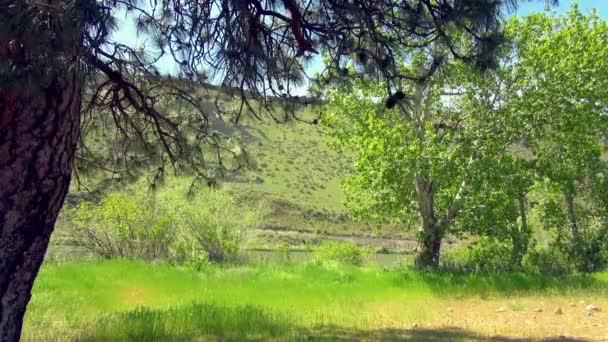 美国绿色森林与平静瀑布河的景观 — 图库视频影像