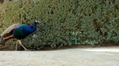 Muhteşem tavus kuşu yürüyüş arasında toprak yol gerçek Alcazar Sarayı Seville İspanya çalıların önünde