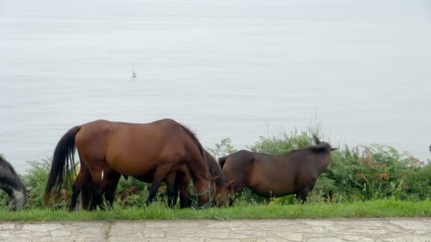 Close Vista Cavalos Preguiçosamente Comer Grama Perto Lado Penhasco Prado — Vídeo de Stock
