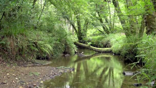 Still Shot Natural Bushland Beautiful Gijon Shows Daylight Streaming Bushes — Stock Video