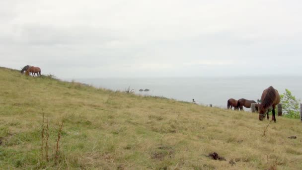 Group Relaxed Horses Grazing Beachside Meadow Passerby Cyclist Background Still — Stock Video