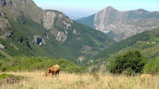 Photographie d'une famille de vaches broutant dans le parc national de Somiedo, dans une prairie verdoyante. Vallée et montagnes du vaste paysage en toile de fond .