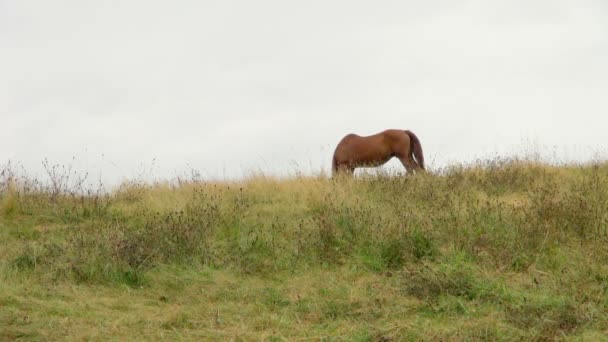 Caballo Relajándose Solo Prado Junto Playa Moviendo Cola Melena Shot — Vídeo de stock