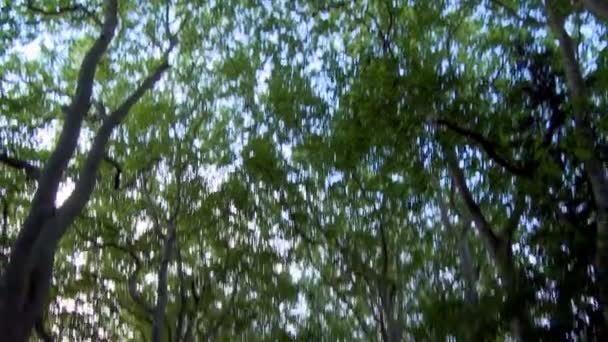 ロマンチックな経路におけるの木に行くフランスのアンボワーズ城 — ストック動画