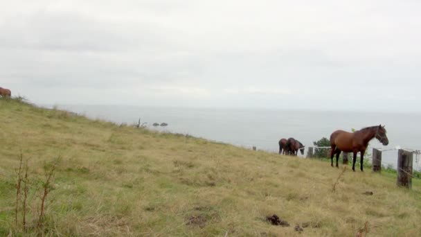 Still Shot Horses Grazing Paddock Tourist Walks Two Them Fence — Stock Video