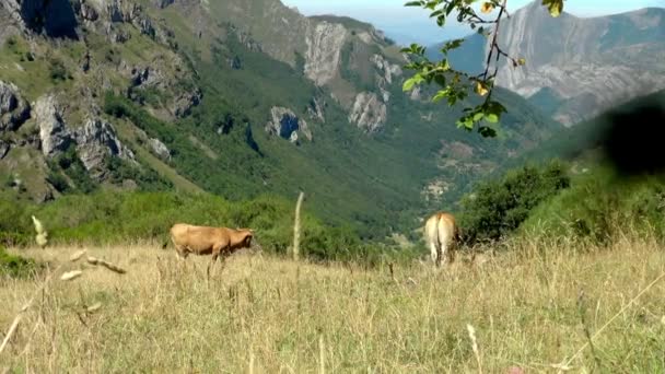 Два Корів Розслабляє Беручи Неспішні Прогулянки Через Мальовничі Гірські Полонини — стокове відео