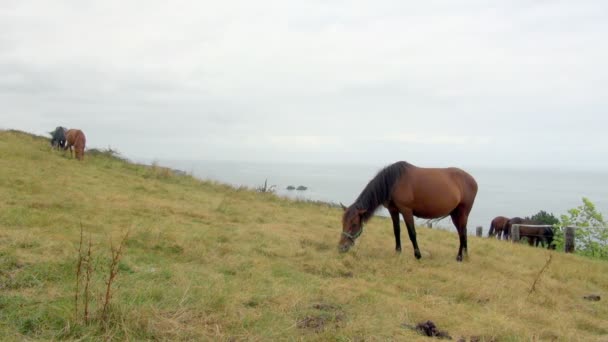 Grupo Caballos Relajados Pastando Prado Junto Playa Con Par Caballos — Vídeo de stock