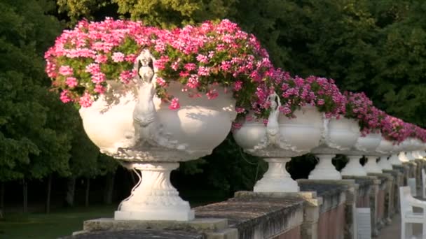 Pan Fantastisk Lila Blommor Chateau Chenonceau Frankrike Mot Solljus — Stockvideo