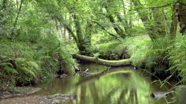 这仍然拍摄的自然灌木丛场景在希洪显示一个安静的小溪和明亮的阳光通过灌木丛 — 图库视频影像