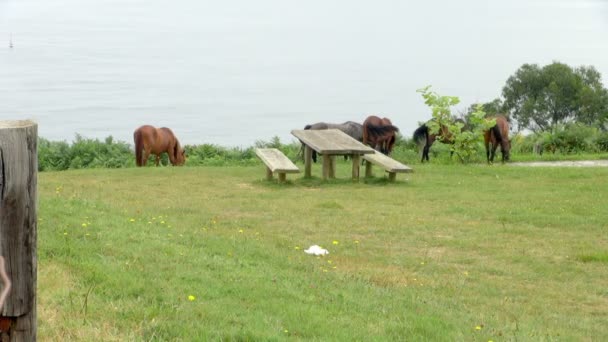 Group Horses Lazily Grazing Picnic Table Beachside Meadow Shot Shows — Stock Video