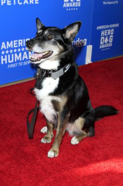 Los Angeles - 29 Eylül: Köpek Ruby üzerinde 29 Eylül 2018 Beverly Hilton otel Beverly Hills, Ca, 2018 insana ilişkin kahraman köpek ödüllerinde