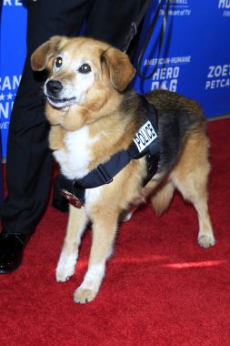 Los Angeles - 29 Eylül: K-9 Flash üzerinde 29 Eylül 2018 Beverly Hilton otel Beverly Hills, Ca, 2018 insana ilişkin kahraman köpek Ödülleri'nde