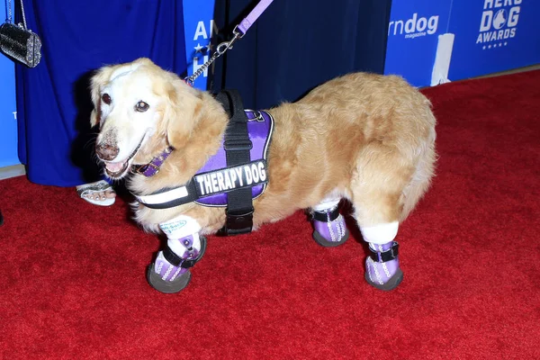 Los Angeles Sep Dog Chichi Bei Den American Humane Hero — Stockfoto
