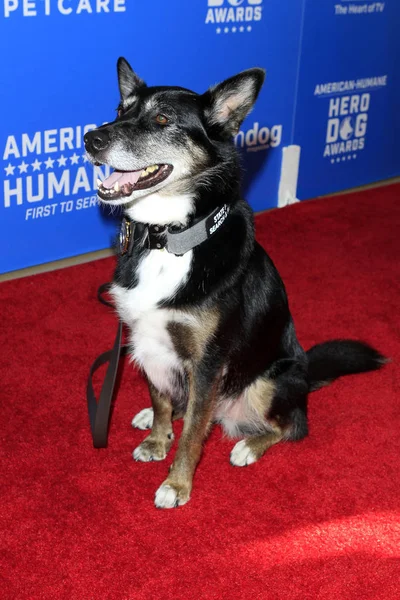 Los Angeles Sep Dog Ruby Bei Den American Humane Hero — Stockfoto