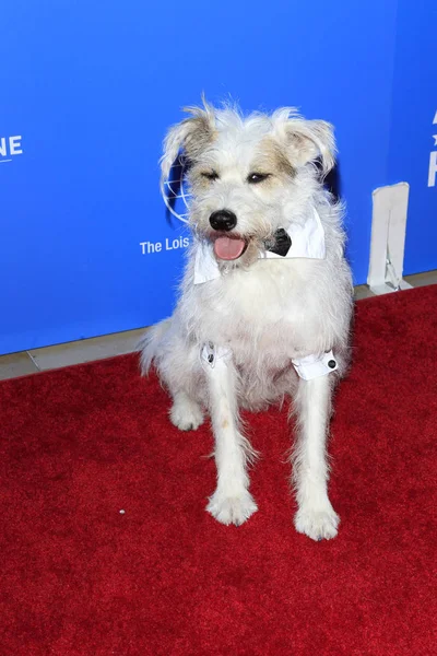 Los Angeles Sep Happy Hallmark Dog Aux American Humane Hero — Photo