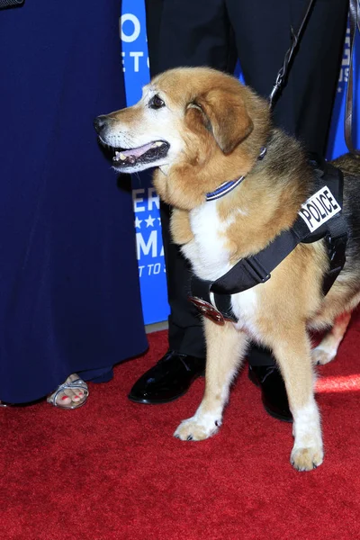 Los Angeles Sep Flash 2018 American Humane Hero Dog Awards — Stock Photo, Image