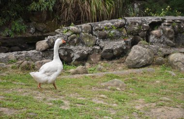 Taş duvar ile Nehri yakınında yürüyüş beyaz ördek