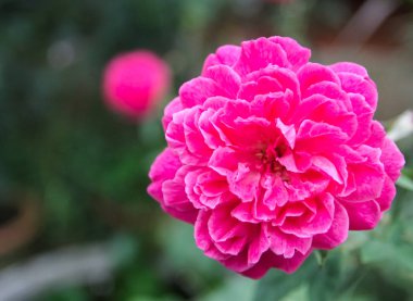 Bahçede güzel pembe güller