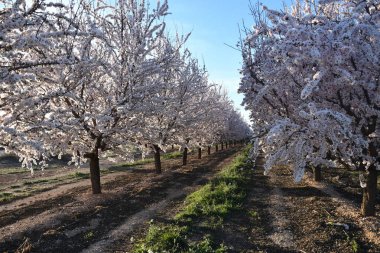Badem ağaçları çiçek