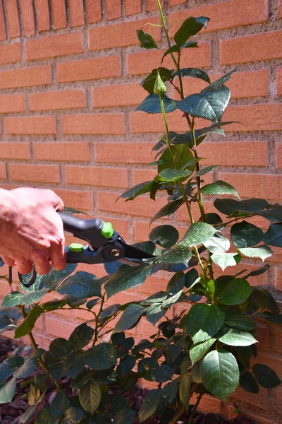 Hand Pruning Rose Bush — Stock Photo, Image