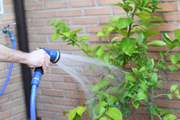 Hand Watering Lime Tree Urban Garden — Stock Photo, Image