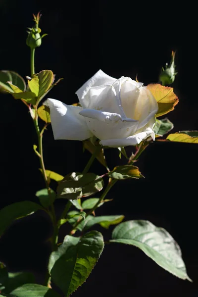 Cespuglio Rose Bianche Giardino — Foto Stock