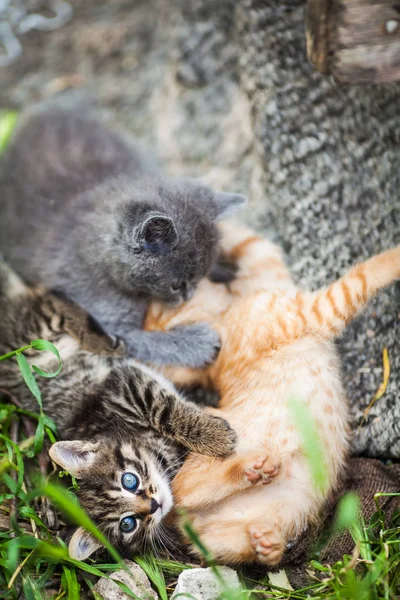 Три маленьких котенка играют в траве — стоковое фото