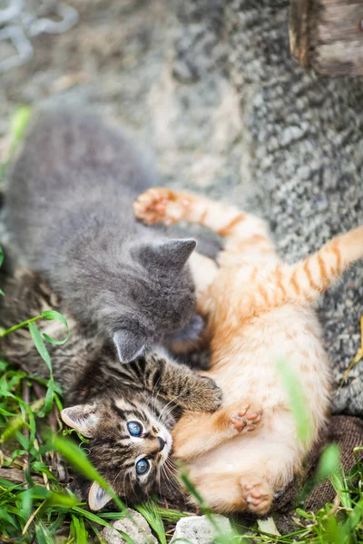 Üç küçük kedi yavrusu bir ot oynarken