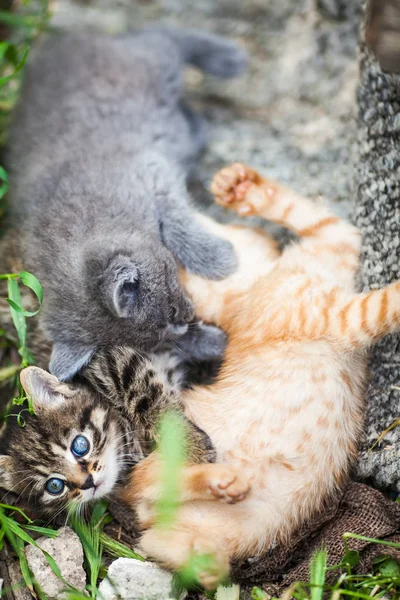 Üç küçük kedi yavrusu bir ot oynarken