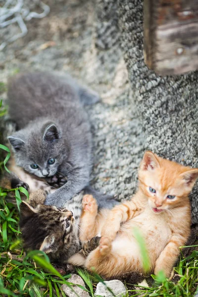 Üç küçük kedi yavrusu bir ot oynarken