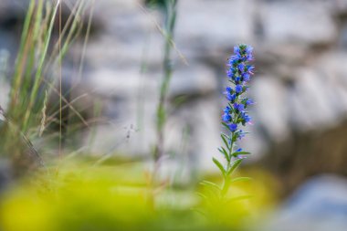 Echium vulgare, engerekler bugloss, blueweed çiçek