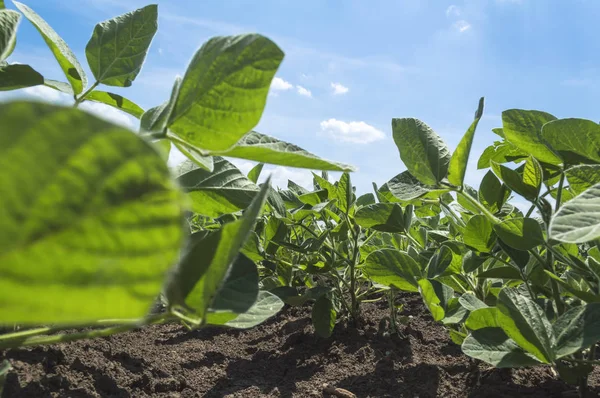 Grüne Sojapflanze Auf Landwirtschaftlichem Feld Selektiver Fokus — Stockfoto
