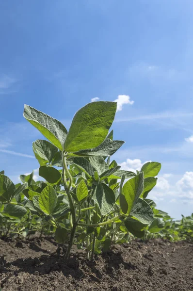 Groene Soja Plant Agrarische Sector Selectieve Aandacht Stockfoto