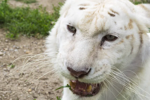 Close Afbeelding Van Witte Bengaalse Tijger — Stockfoto