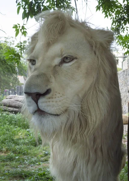 Close Portrait White Lion Male Animal — Stock Photo, Image