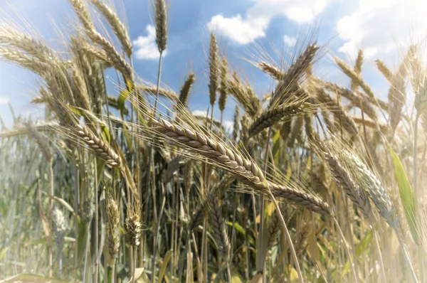 夏の麦畑 収穫のコンセプト — ストック写真