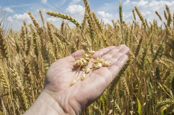 Пшеничные Уши Руке Концепция Сбора Урожая Лицензионные Стоковые Изображения