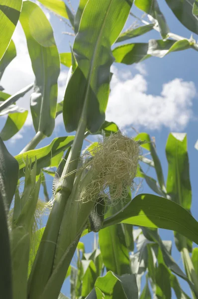 Grünes Maisfeld Vor Blauem Himmel Und Wolken Landwirtschaftliches Konzept — Stockfoto