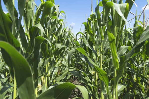 Zielony Kukurydza Dziedzinie Przeciw Błękitne Niebo Chmury Koncepcja — Zdjęcie stockowe
