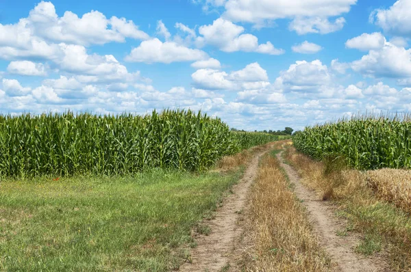 Route Campagne Travers Champ Maïs Sous Ciel Nuageux — Photo