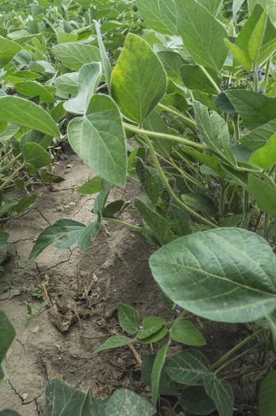 绿色大豆植物在农业领域 选择性的焦点 — 图库照片