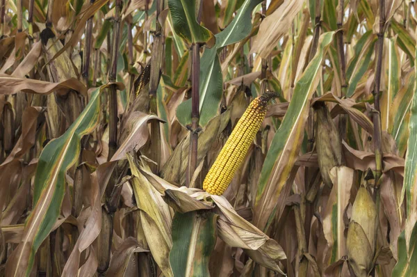 Reife Maiskolben Kultiviertem Maisfeld Bereit Für Die Ernte — Stockfoto