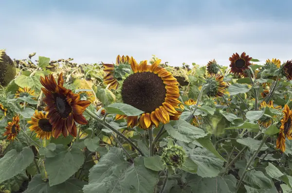 Blommande Röd Solrosor Fältet Med Blå Himmel Och Vita Moln — Stockfoto