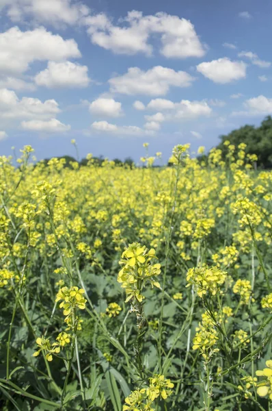 油糧種子栽培の農業分野における菜の花 選択と集中 — ストック写真