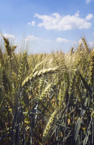 Gerst Veld Zomer Oogst Begrip — Stockfoto