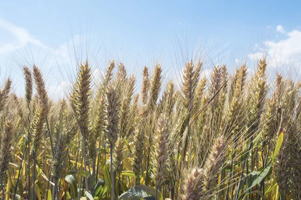 Campo Orzo Estate Concetto Raccolta — Foto Stock